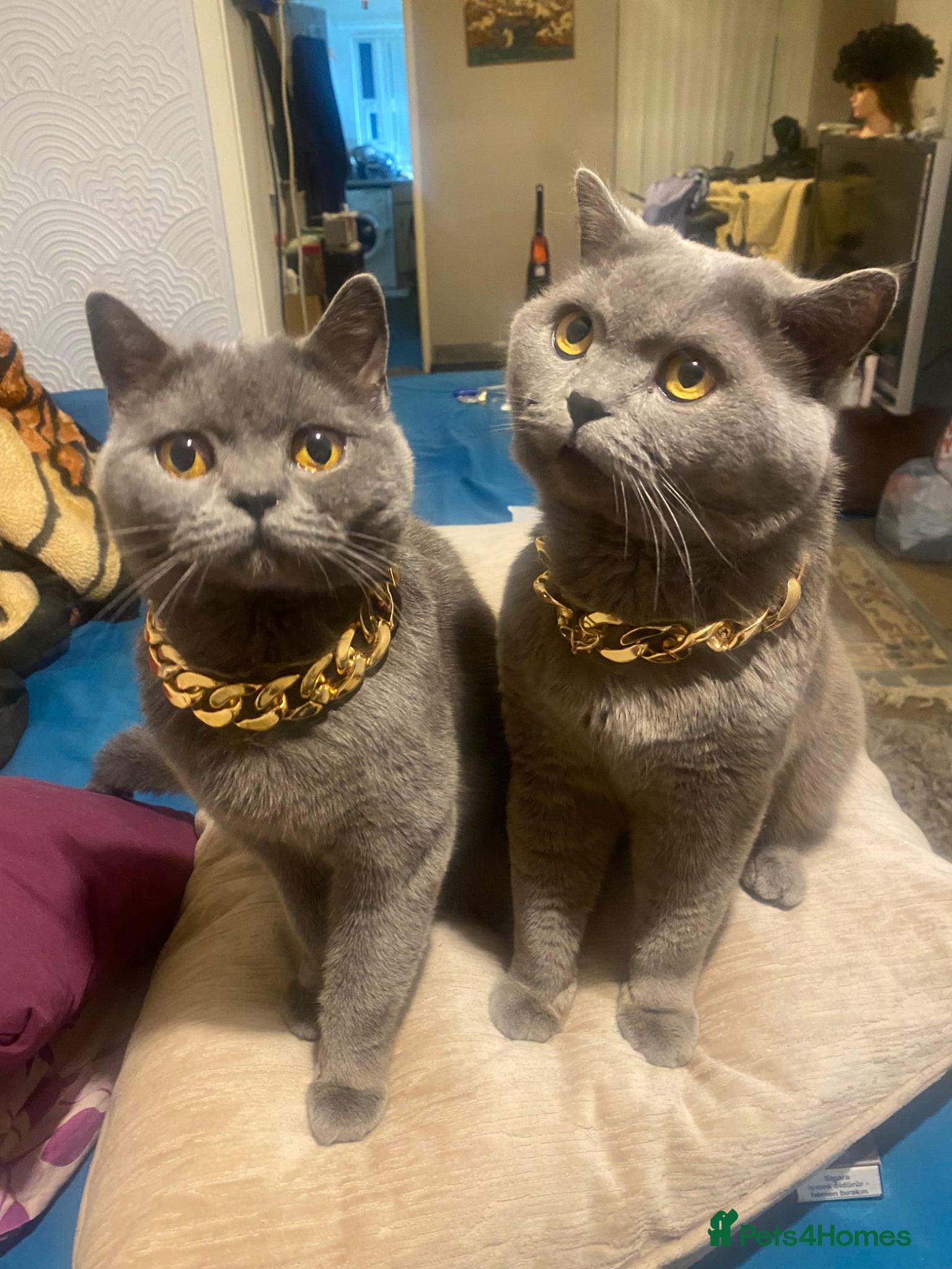 British Shorthair cats for sale:  There are four beautiful British short hair - Advert 21