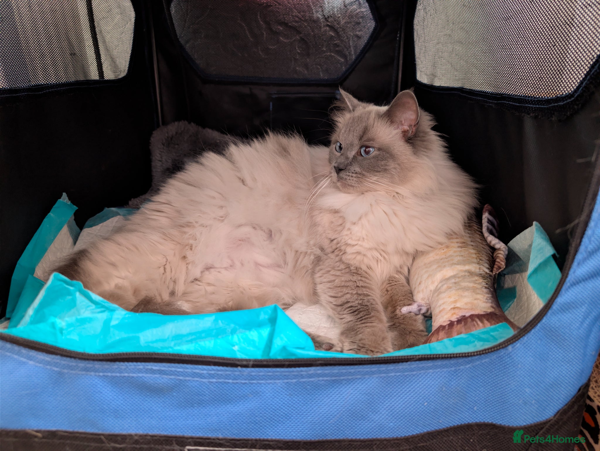 Ragdoll cats Stunning ragdoll kittens for sale.  - Advert 16