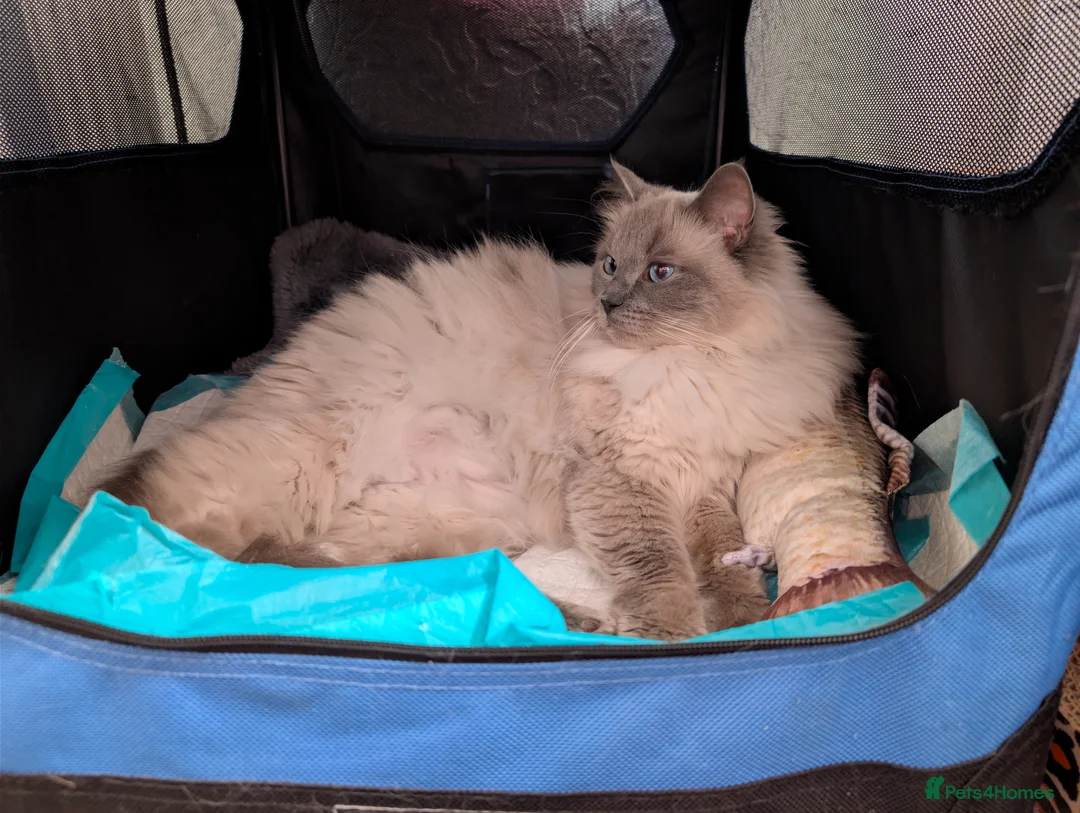 Ragdoll cats for sale: Stunning ragdoll kittens for sale.  - Advert 2