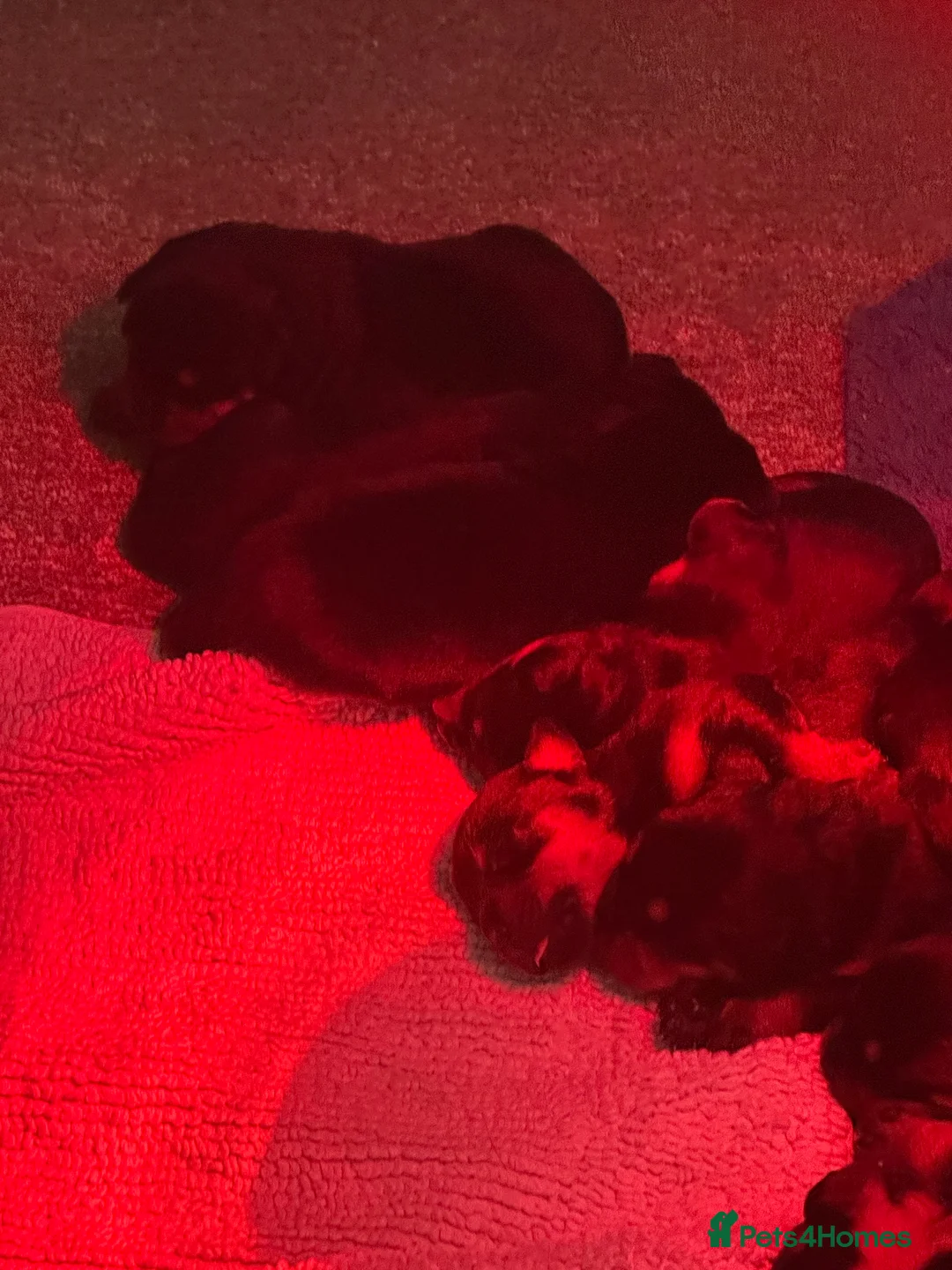 Rottweiler dogs for sale: Beautiful Rottweiler puppies  - Advert 25