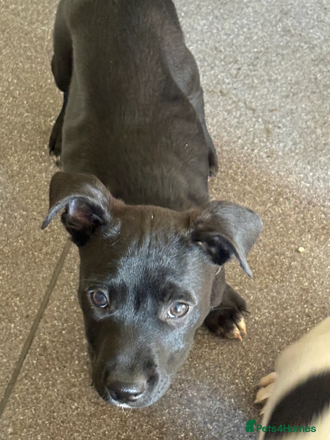 Mixed Breed dogs for sale: Puppies for sale  - Advert 5