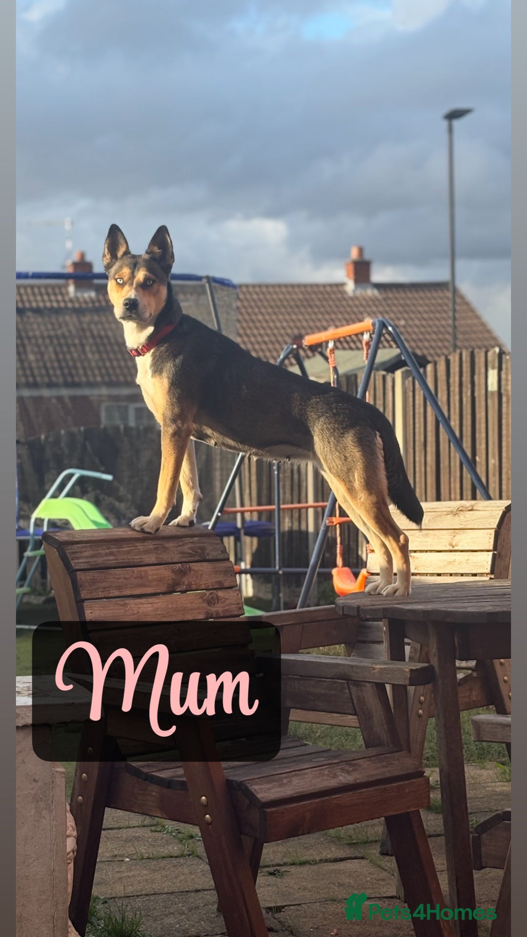 Shepsky dogs for sale: 9 beautiful Shepsky puppies in Doncaster - Advert 20