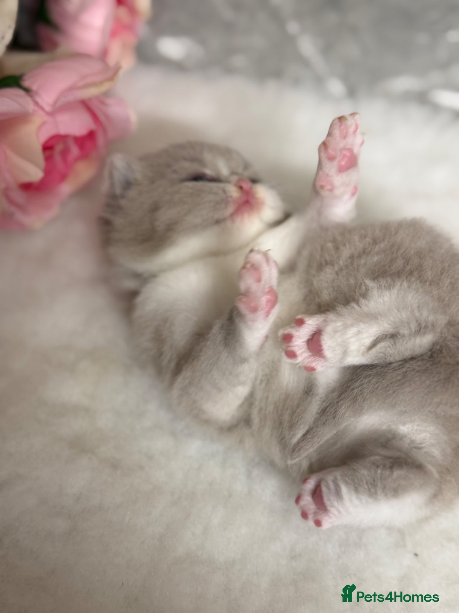 British Shorthair cats BRITISH SHORTHAIR - Full Pedigree/Registered  - Advert 1