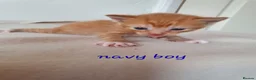 Mixed Breed cats for sale: Litter of 8 kittens , looking for homes. - Advert 2