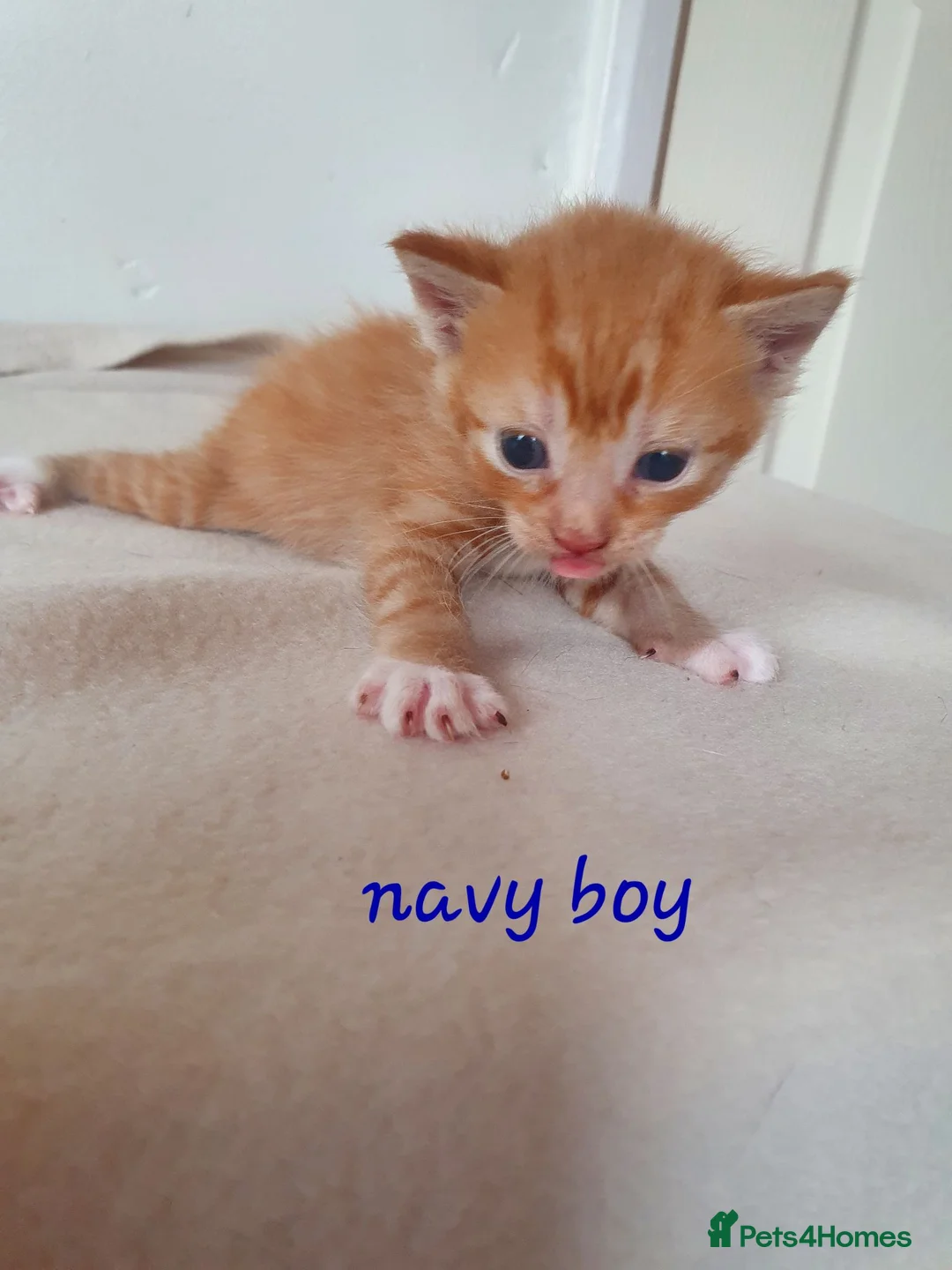 Mixed Breed cats for sale: Litter of 8 kittens , looking for homes. - Advert 2