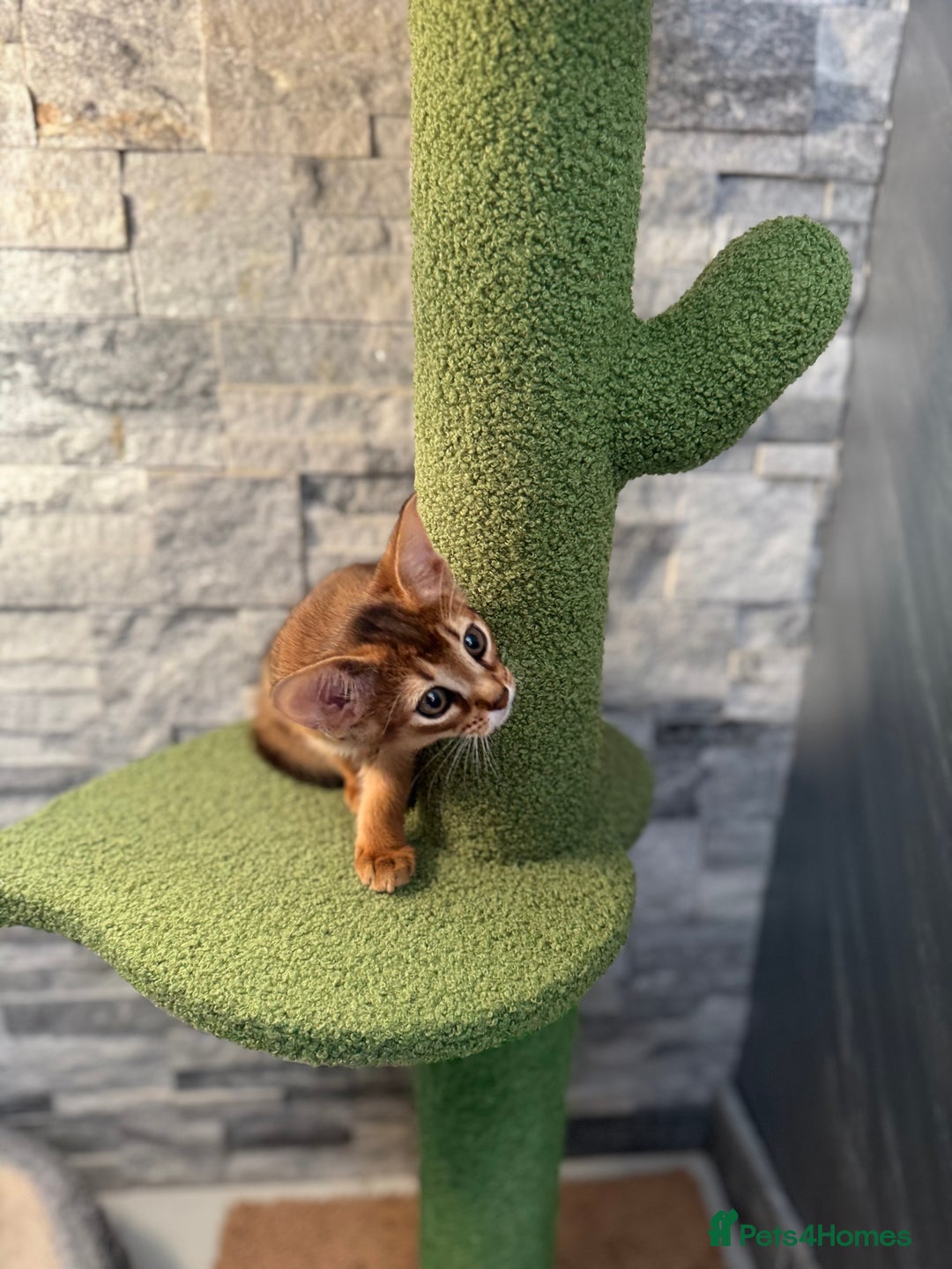 Abyssinian cats for sale: Last Pedigree abbysinian girl left! - Image 6