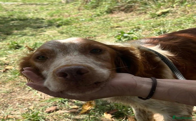 Brittany Spaniel dogs - Advert 1