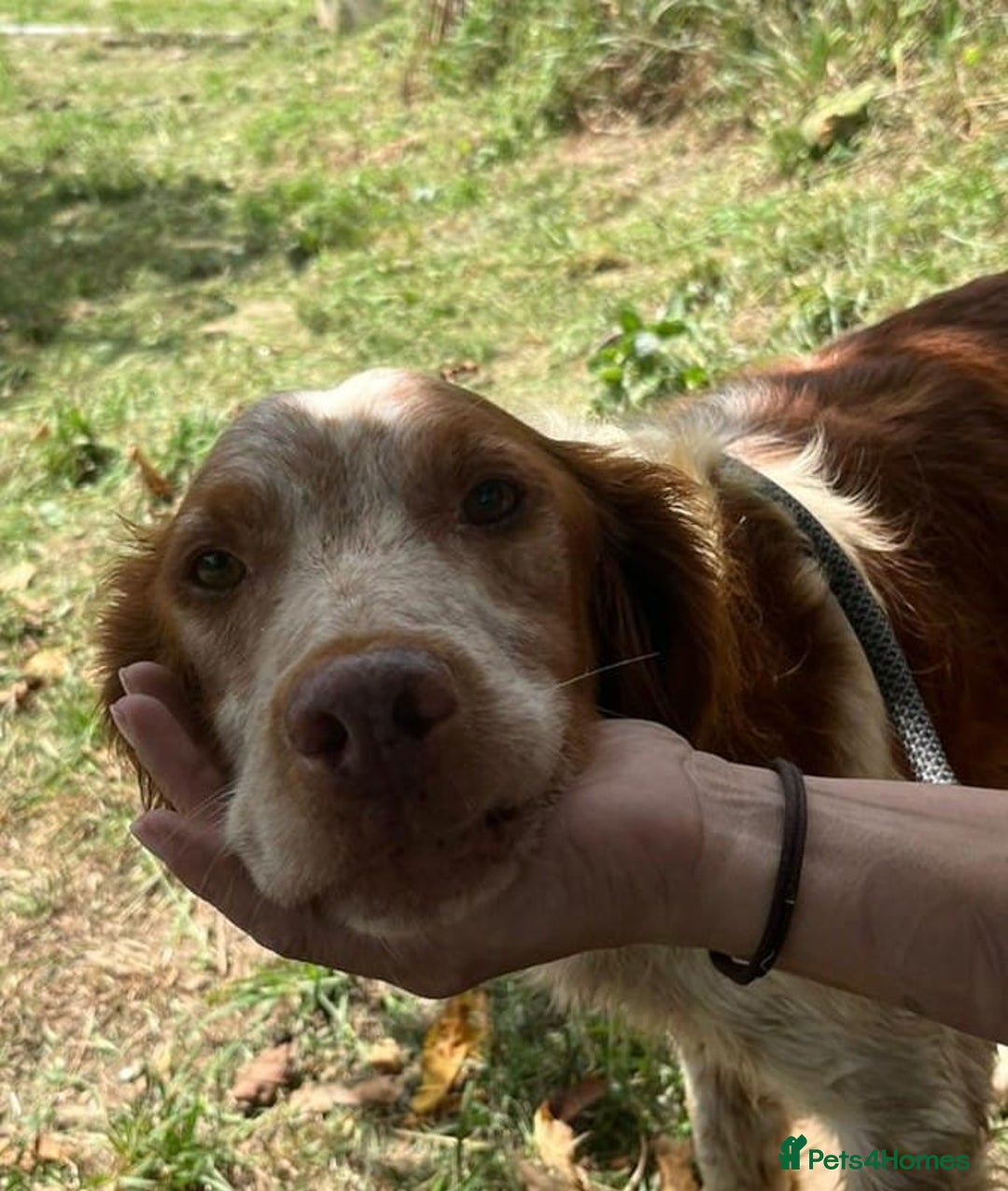 Brittany Spaniel dogs for adoption: Wilfred, a gorgeous Brittany - Image 1