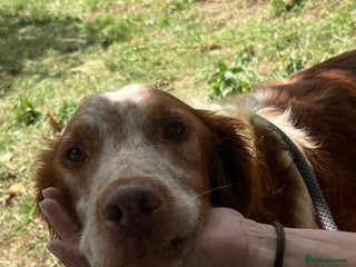 Brittany Spaniel dogs - Advert 7