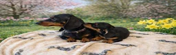 Miniature Dachshund dogs for sale: Quality miniature dachshund puppy x1 - Advert 3