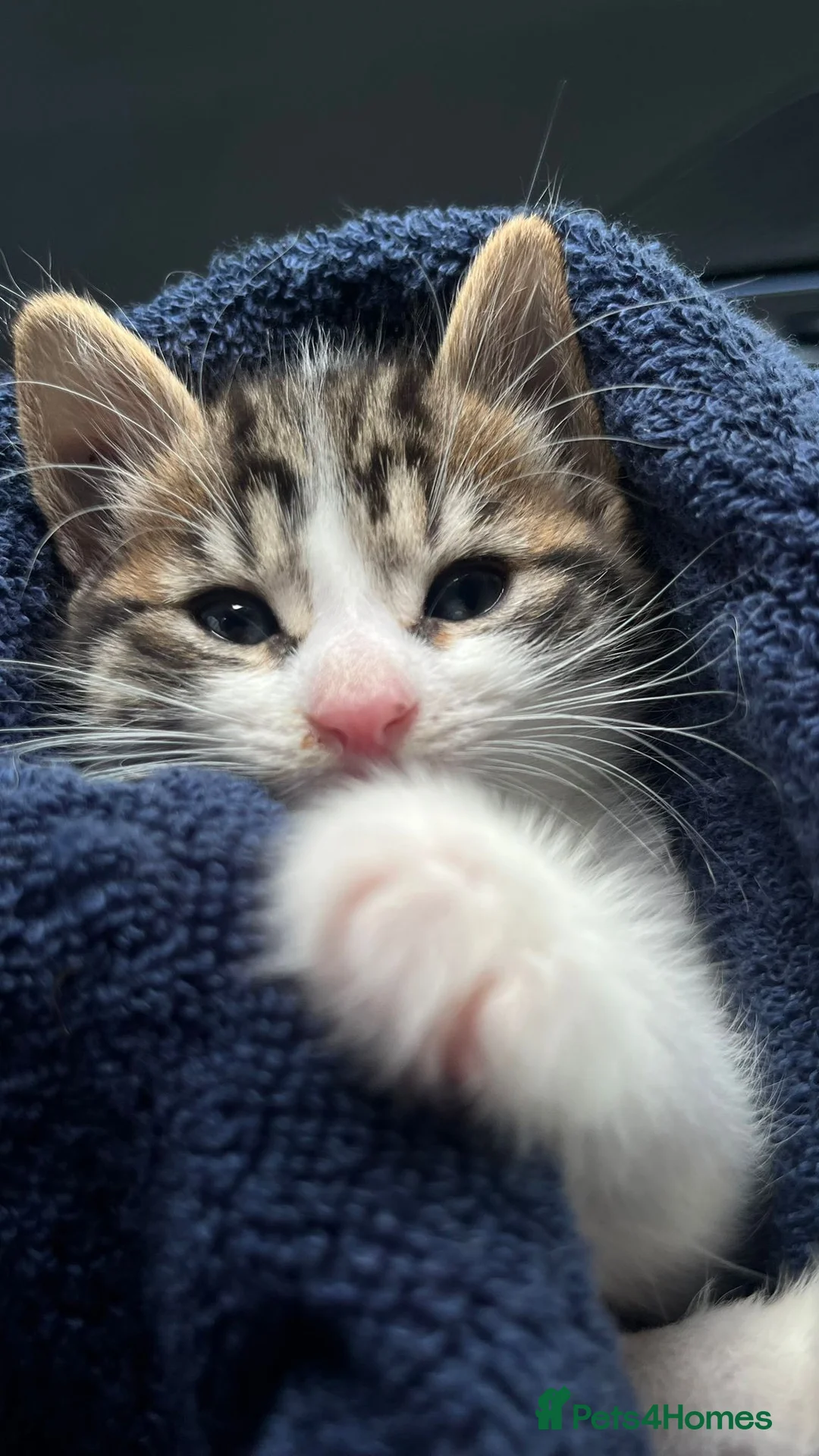 Domestic Shorthair cats for sale: Domesticated shorthair 15 weeks in London - Advert 2
