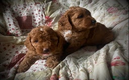 Cockapoo dogs for sale: Fabulous F1b Fox Red Cockapoo Health Cleared - Image 23
