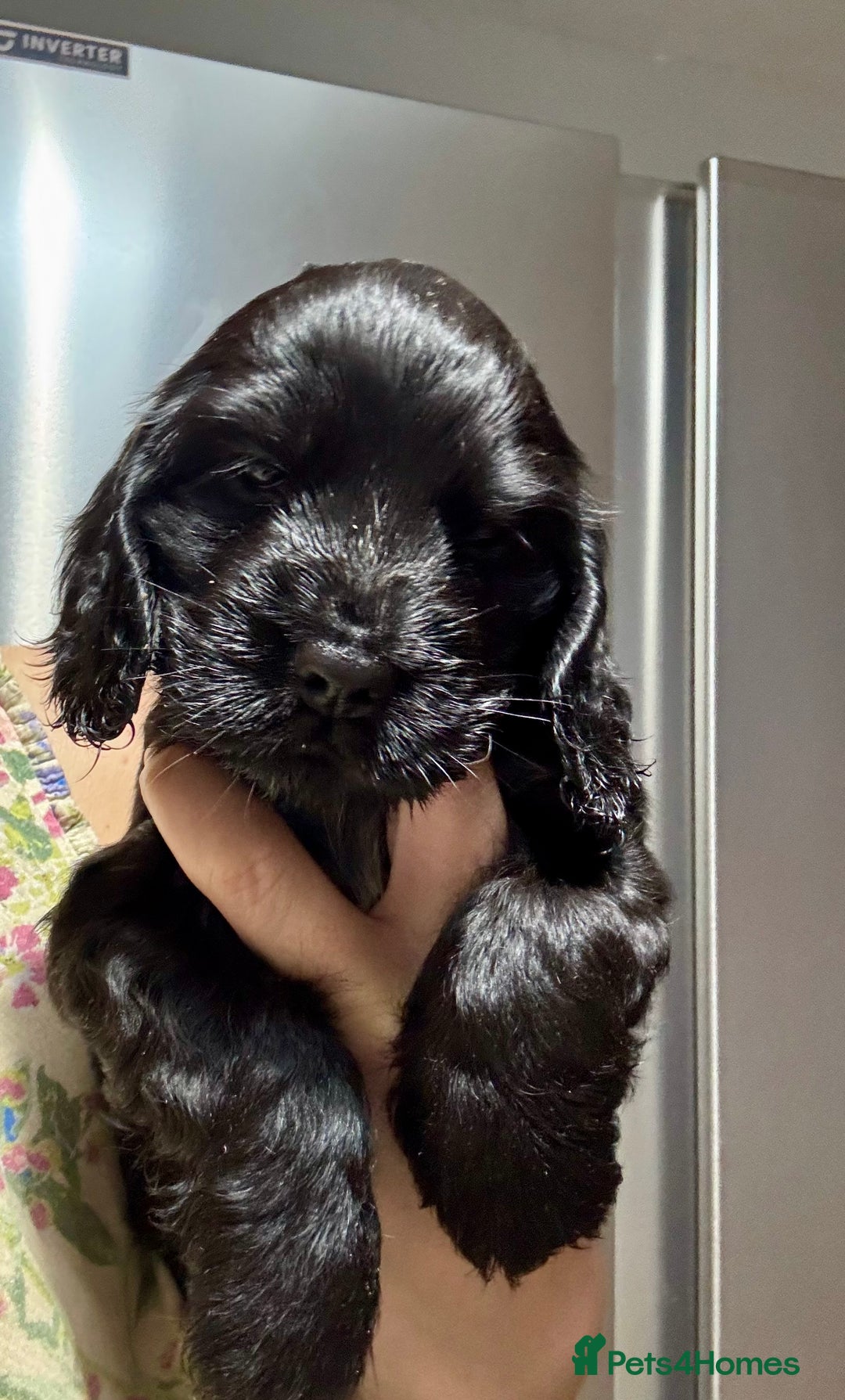 Cocker Spaniel dogs for sale: Show cocker spaniel puppies - Advert 6
