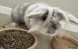 Mini Lop rabbits for sale: Rabbit - Image 1