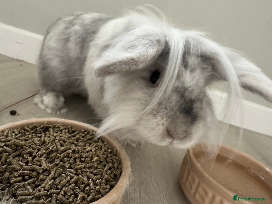 Mini Lop rabbits for sale: Rabbit - Image 1