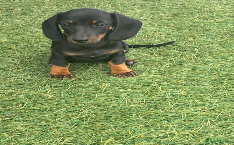 Dachshund dogs - Advert 3