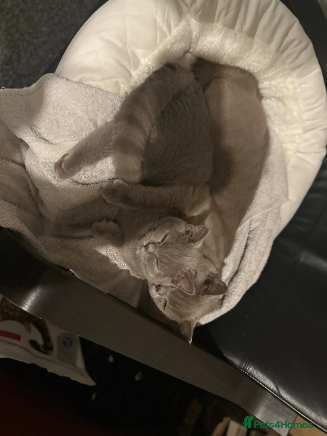 British Shorthair cats for sale: Both for sell  - Advert 2