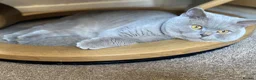 British Shorthair cats for sale: British short haired male adult for sale  - Advert 8