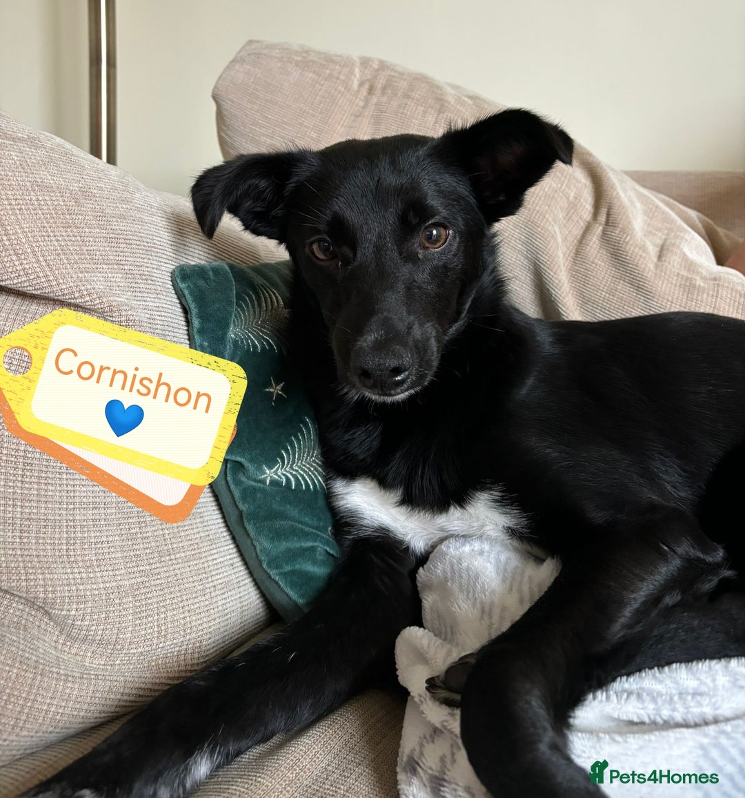 Mixed Breed dogs for adoption: 💙🐶 CORNISHON 🐶💙 - Image 6