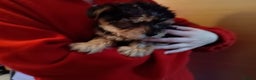 Yorkiepoo dogs for sale: Two male Yorkiepoo puppies 3 months old - Advert 4
