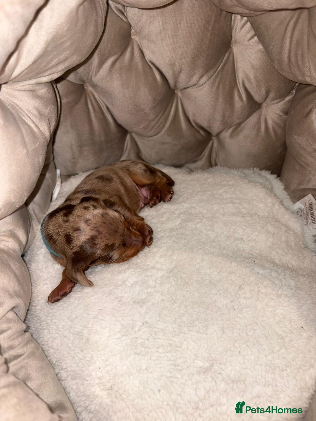 Dachshund dogs for sale: 6 mini dachshunds looking for there forever home  - Advert 12