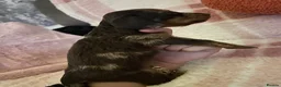 Miniature Dachshund dogs for sale: Fluffy miniature dachshund  - Advert 23