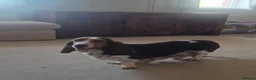Basset Hound dogs for sale: KC BASSET HOUND PUPPIES FROM HEALTH TESTED PARENTS - Advert 21