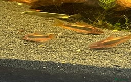 Corys fish for sale: Red Lazer Corys. £15. - Image 3