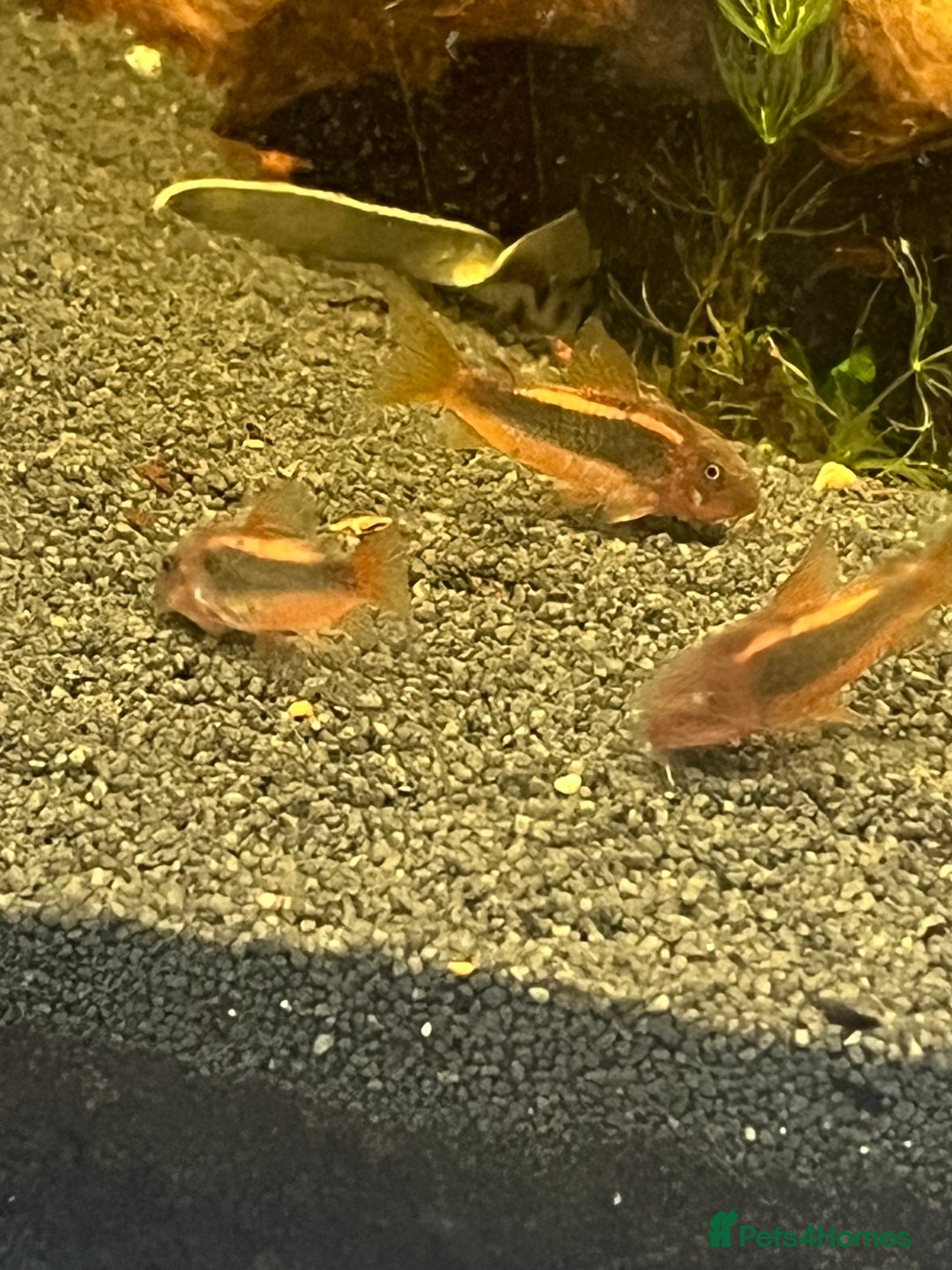 Corys fish for sale: Red Lazer Corys. £15. - Image 3
