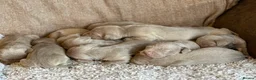 Weimaraner dogs for sale: KC Registered silver Weimaraner puppies in Mold - Advert 10