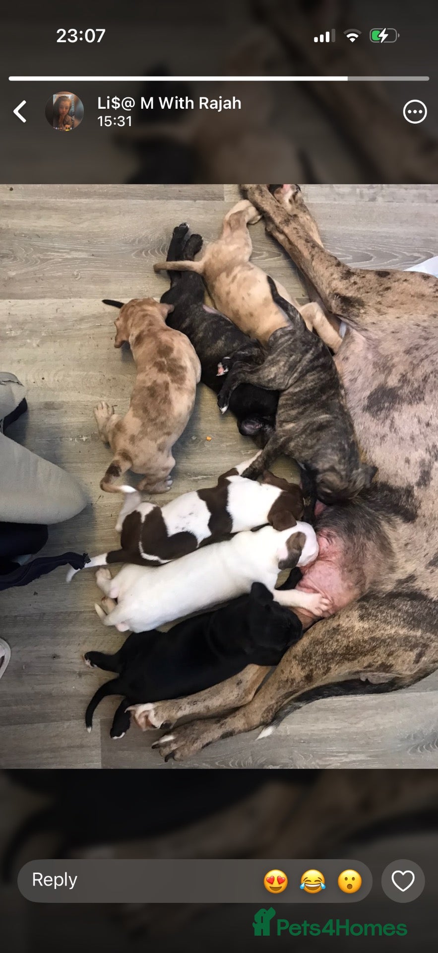 Mixed Breed dogs Ban dog cross American pocket bully  - Advert 1