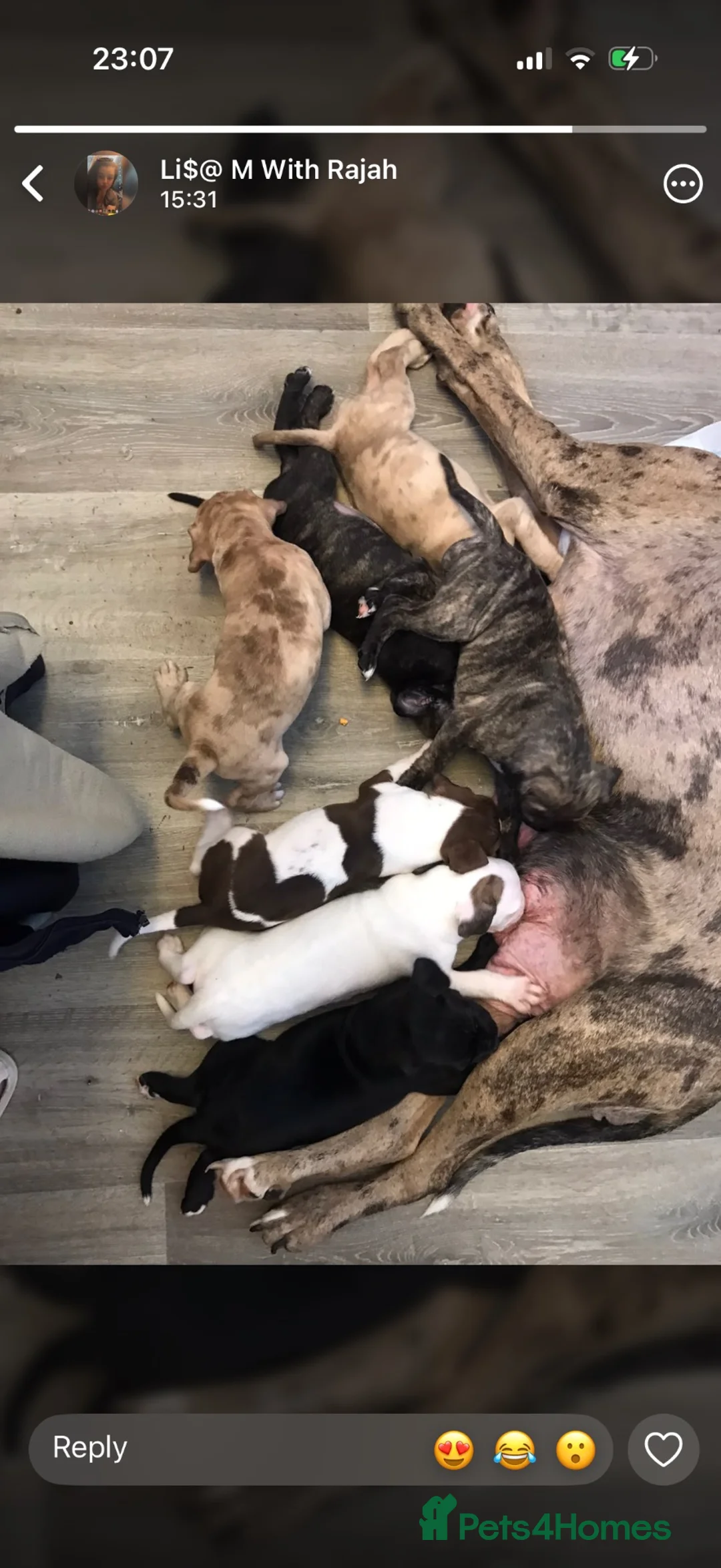 Mixed Breed dogs for sale: Ban dog cross American pocket bully  in Perth - Advert 1