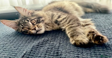 Maine Coon cats in Peterborough - Advert 8