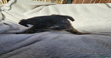 Mixed Breed dogs - Advert 12