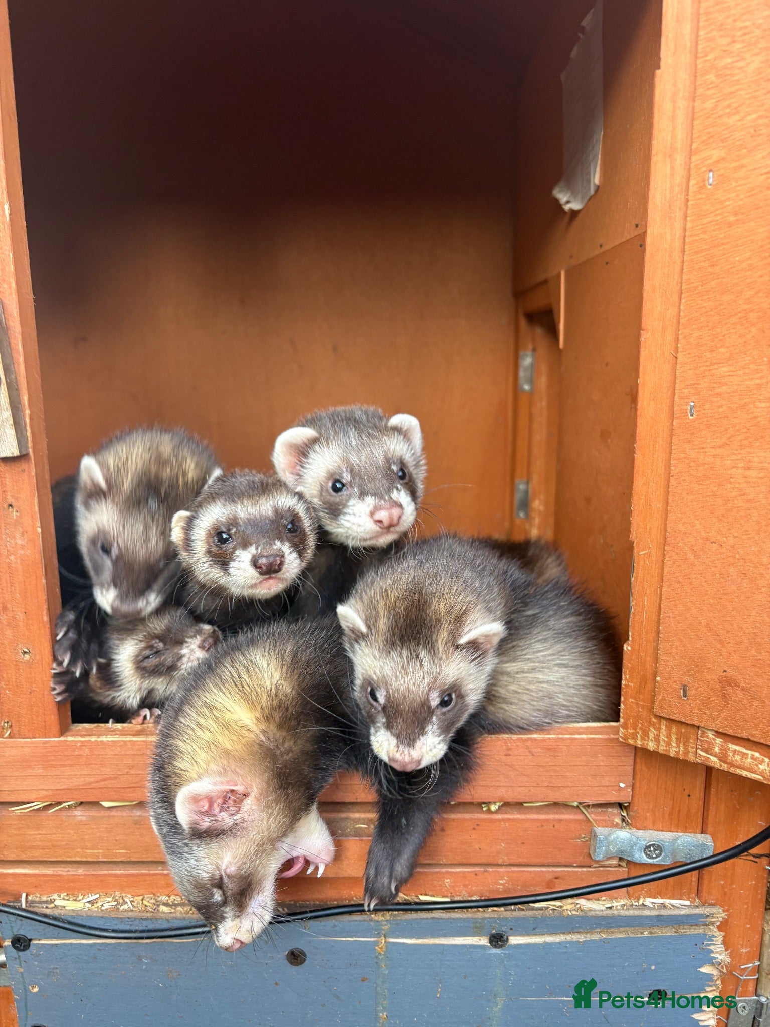 Ferret rodents Polecat kits  hobs and Jill’s  - Advert 3