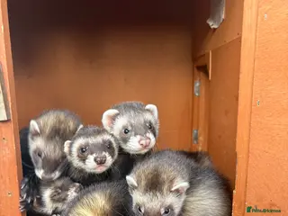 Ferret rodents Polecat kits hobs and Jill’s - Advert 3