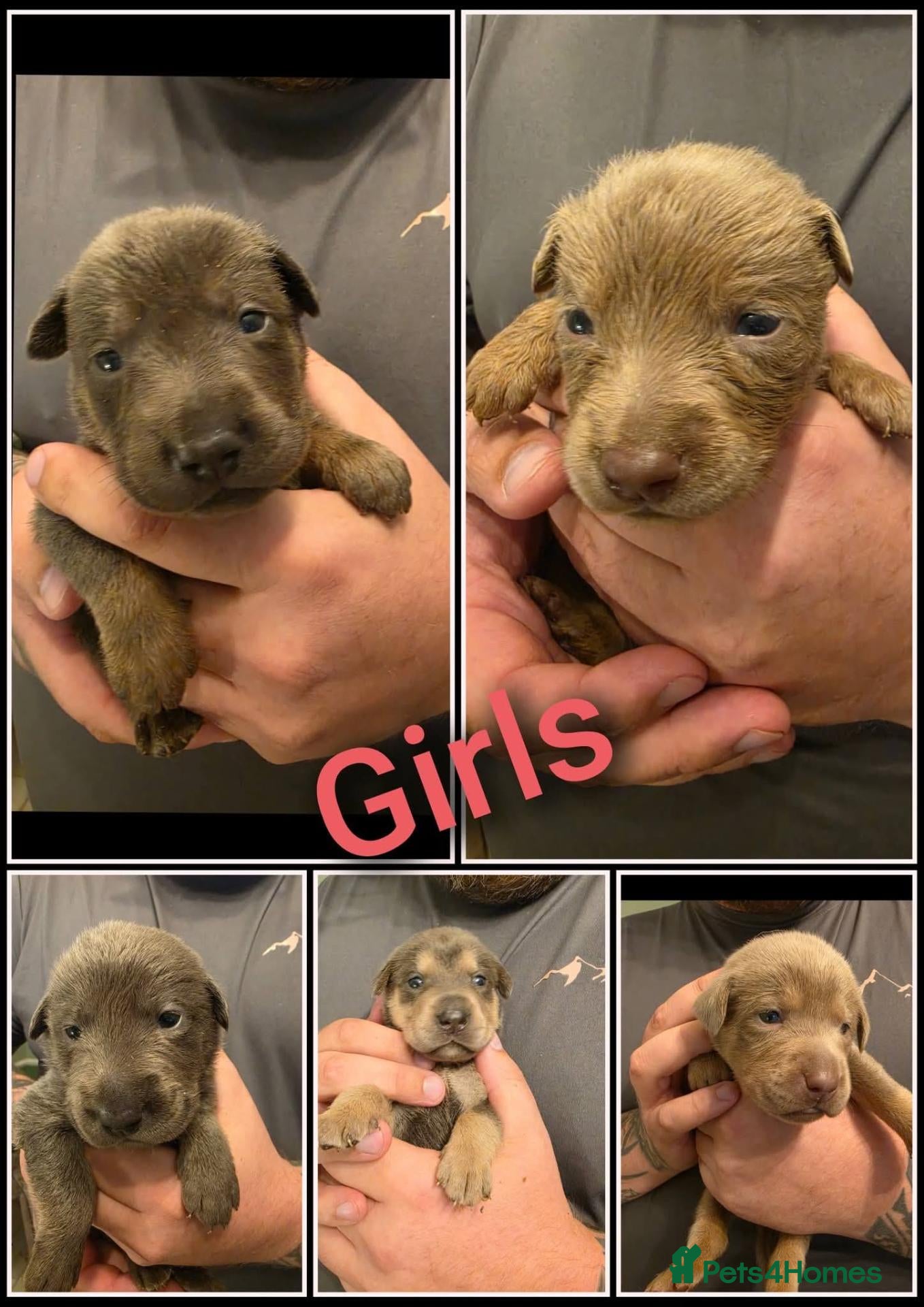 Mixed Breed dogs 🦮 🐕‍🦺 Stunning puppies 🦮🐕‍🦺 - Advert 1