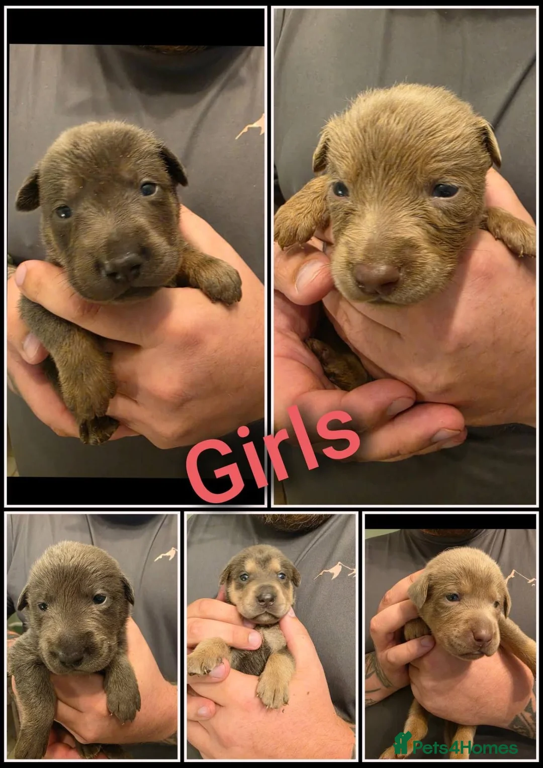Mixed Breed dogs for sale: 🦮 🐕‍🦺 Stunning puppies 🦮🐕‍🦺 - Advert 1