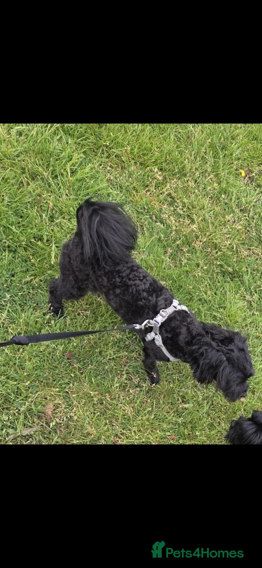 Mixed Breed dogs Male cava tzu 2 years old - Advert 2
