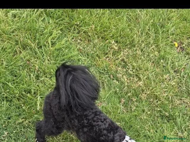 Mixed Breed dogs Male cava tzu 2 years old - Advert 2