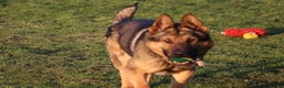German Shepherd dogs for sale: Chewbacca the handsome gsd  - Advert 3