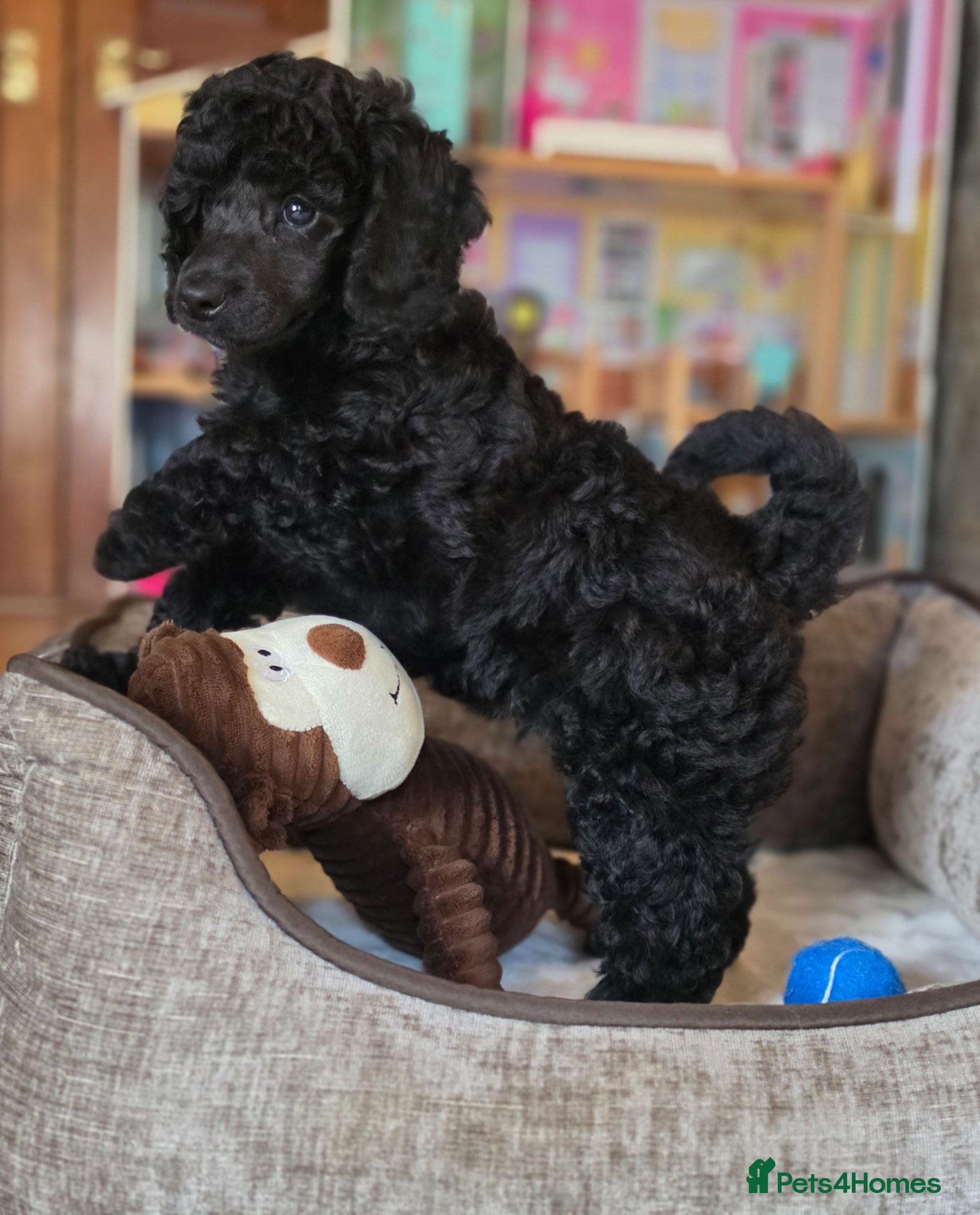 Poodle dogs Exceptional health tested Moyen Poodles  - Advert 1