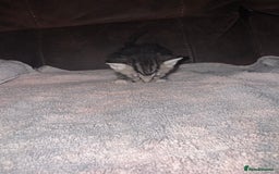 Mixed Breed cats for sale: 4 fluffy part Maine coon kittens  - Image 13