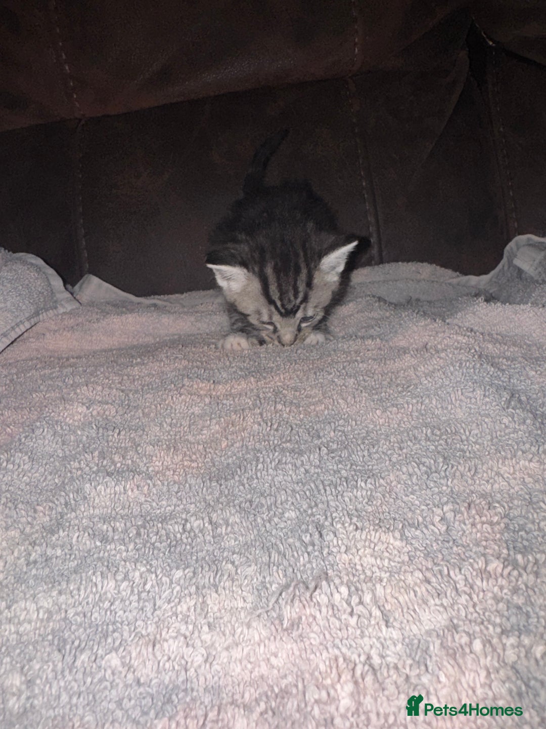 Mixed Breed cats for sale: 4 fluffy part Maine coon kittens  - Image 13