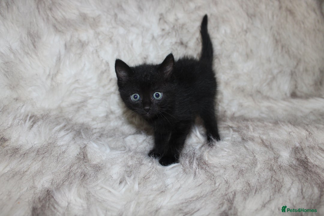Mixed Breed cats for sale: Mixed breed kittens  - Image 4