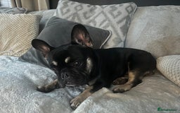 French Bulldog dogs for sale: 1 year old French bulldog  - Image 2