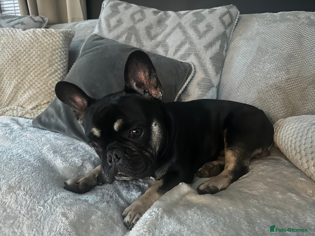 French Bulldog dogs for sale: 1 year old French bulldog  - Image 2