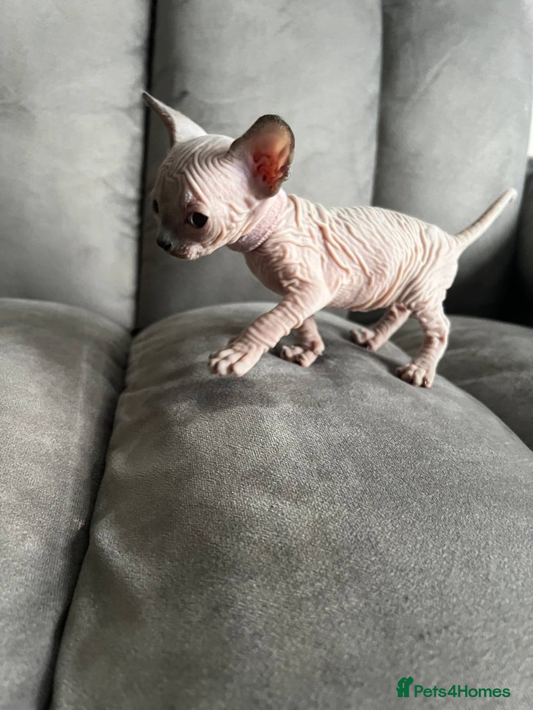Sphynx cats for sale: TICA REGISTERED CANADIAN Elf Sphynx 1 kitten left  - Image 30