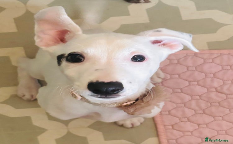 Mixed Breed dogs - Advert 13