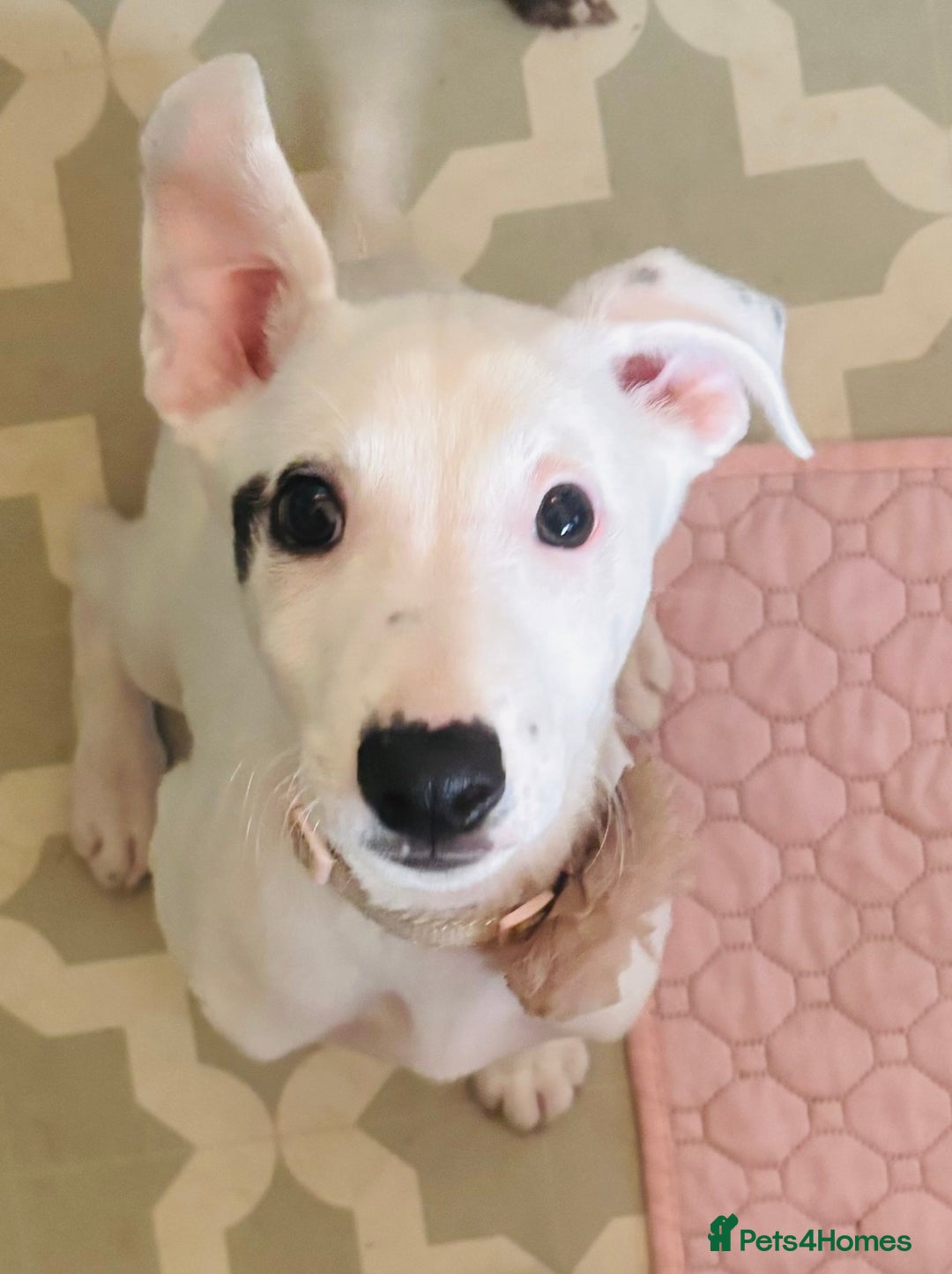 Mixed Breed dogs for sale: Stunning whippet cross female puppy - Image 1